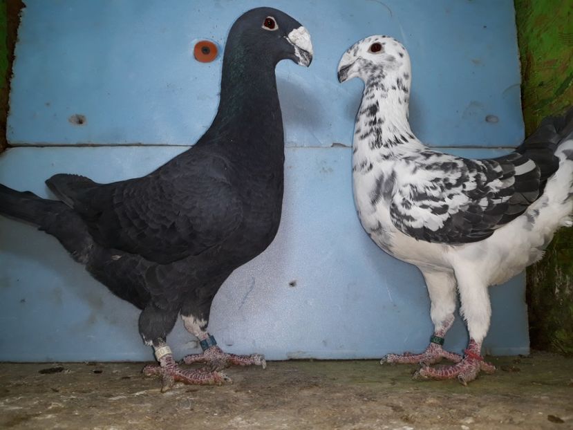 20210123_191546[1] - Amintiri