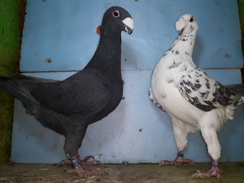 20210123_191133[1] - Amintiri