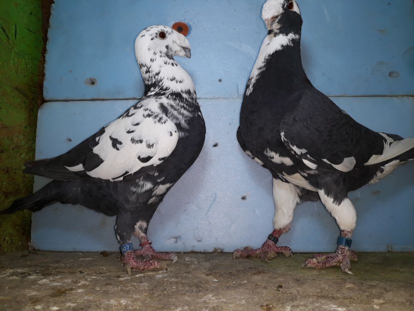 20210123_190931[1] - Amintiri