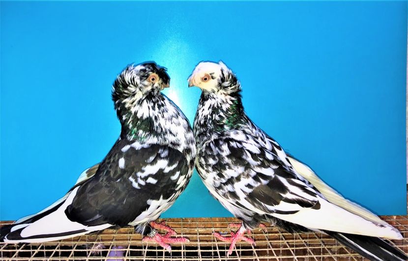 perechea  2 - A - perechi 2021