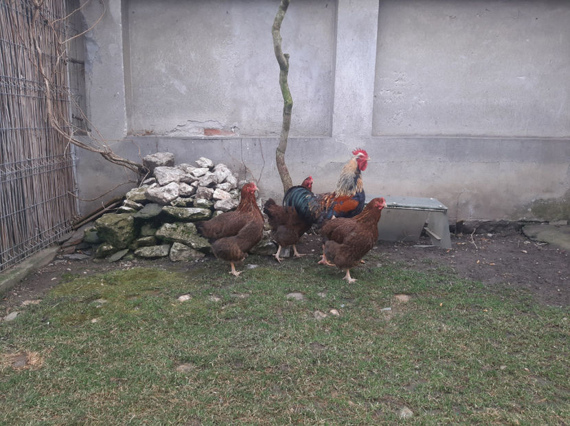 Vandute in Salaj - AMINTIRI