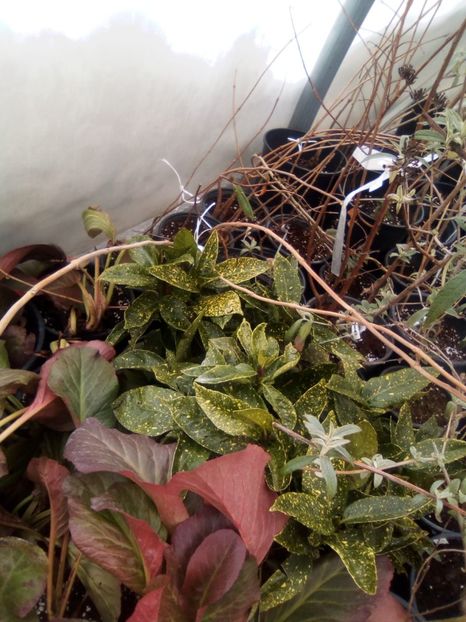 IMG-20210128-WA0014 - Un nou inceput 2021