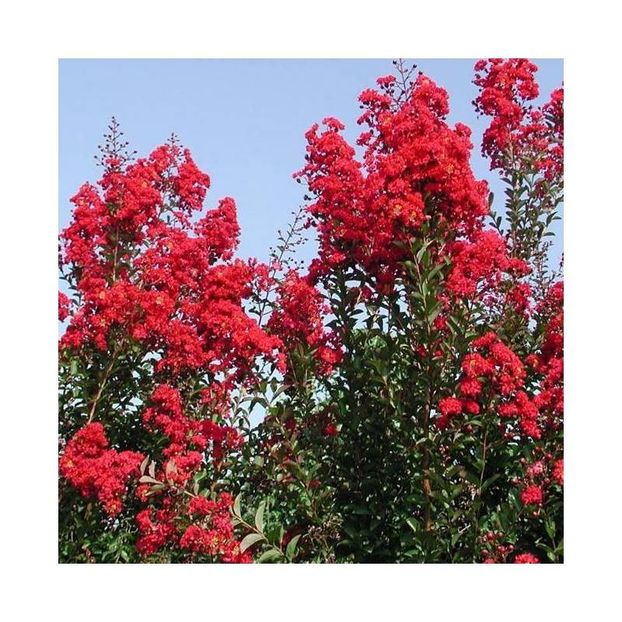 lagerstroemia-indica-red-rocket-nu am - 0 NOUTATI 2021