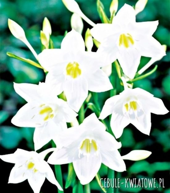 Eucharis amazonian - 0 NOUTATI 2021
