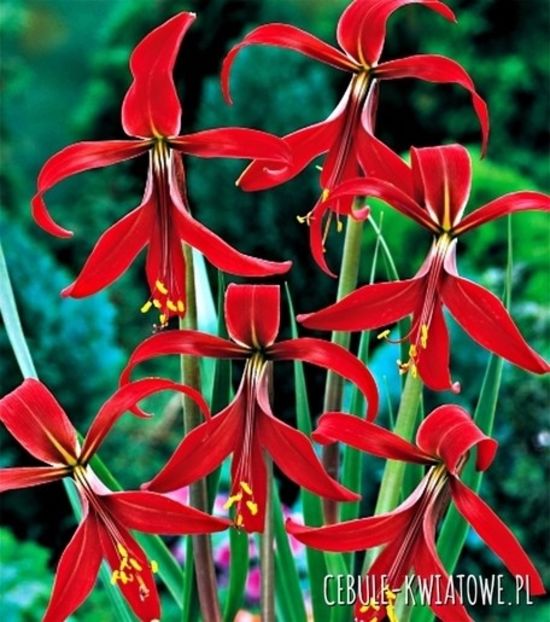 Sprekelia-creste 30 cm,nu soare direct,sol umed din turba si nisip,sensibila la inghet - 0 NOUTATI 2021