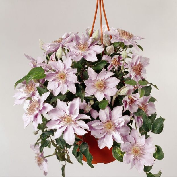 clematis-patio-filigree- - 0 NOUTATI 2021