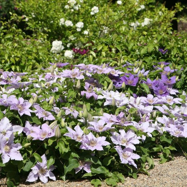 clematis--patio-filigree- - 0 NOUTATI 2021