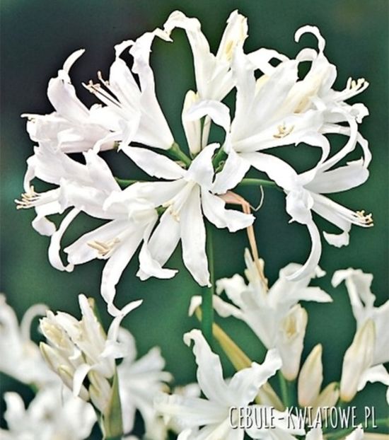 nerine - 0 NOUTATI 2021