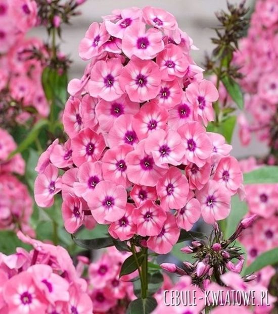 phlox - 0 NOUTATI 2021