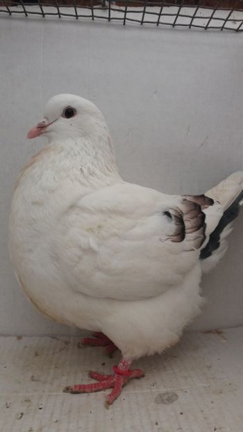 F 2020 1cap - Por mondain