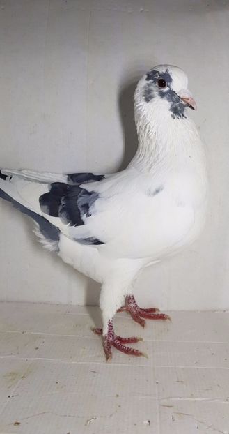 M 2020 vandut - De vanzare kingi