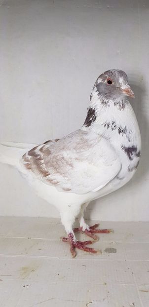 F 2020 vanduta - De vanzare kingi