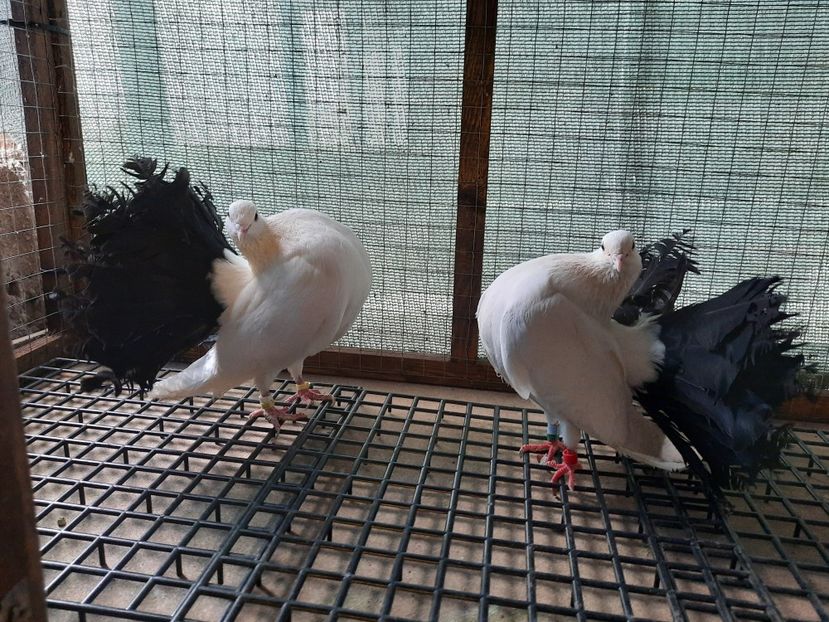  - Voltati albi cu coada neagra și rosie