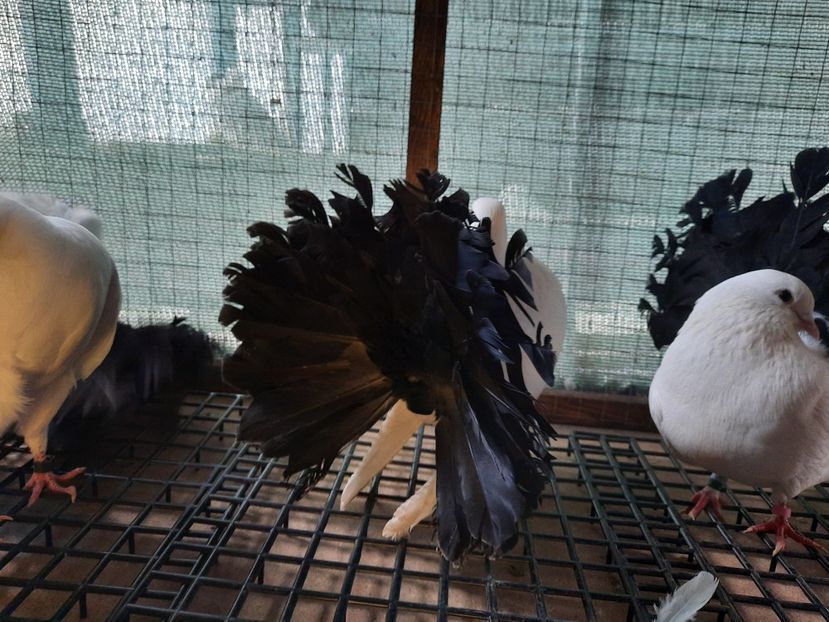  - Voltati albi cu coada neagra și rosie