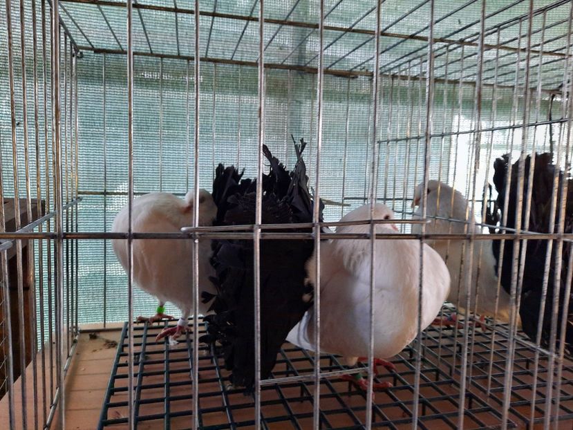  - Voltati albi cu coada neagra și rosie