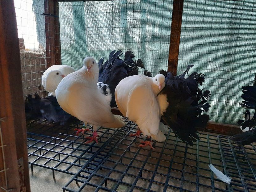  - Voltati albi cu coada neagra și rosie