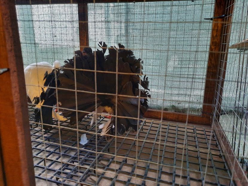  - Voltati albi cu coada neagra și rosie