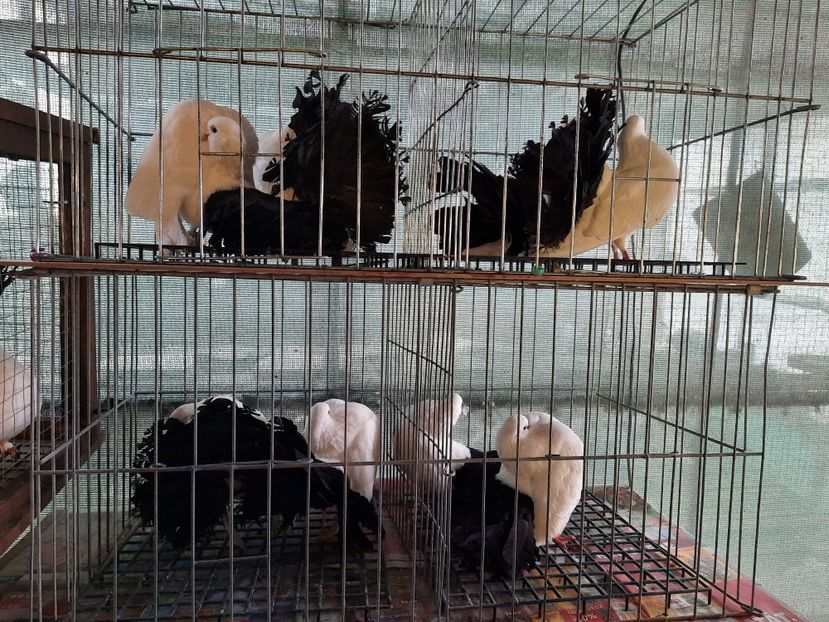  - Voltati albi cu coada neagra și rosie