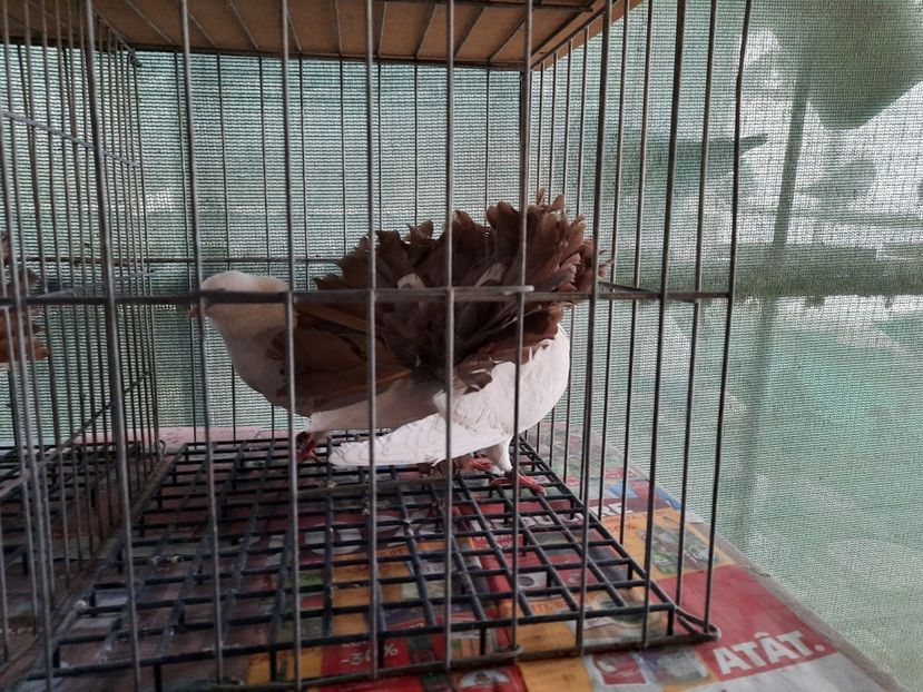  - Voltati albi cu coada neagra și rosie