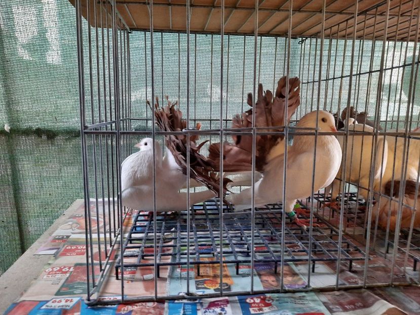  - Voltati albi cu coada neagra și rosie