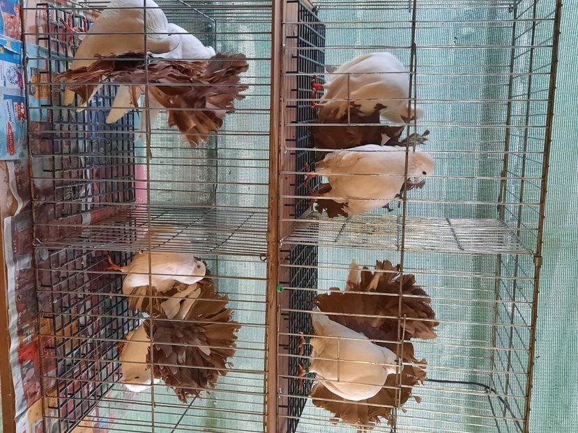  - Voltati albi cu coada neagra și rosie