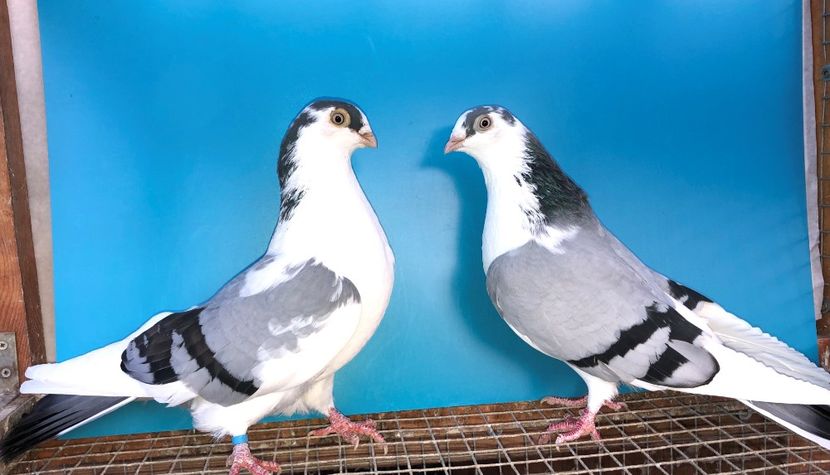 perechea  57 - B - perechi 2021