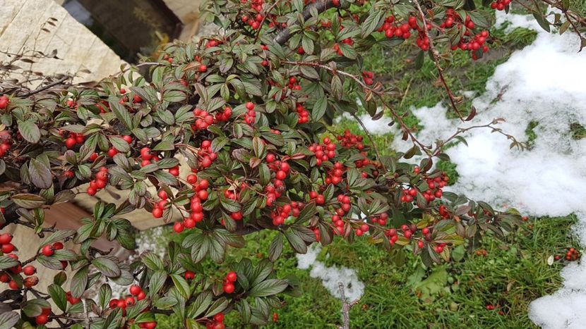 Cotoneaster - Februarie 2021