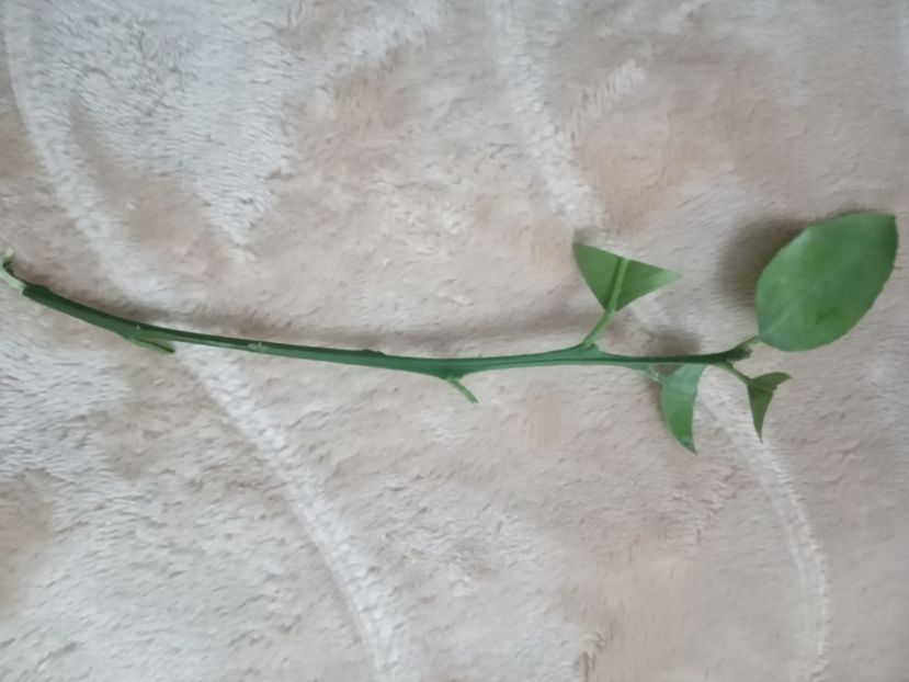 Pregătire anti deshidratare - Încercare înrădăcinare butaș lamai