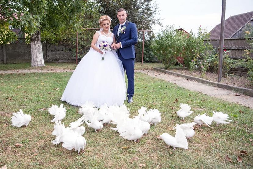 Irina Stoica _n - Porumbei albi voltati pentru nunti SATU MARE