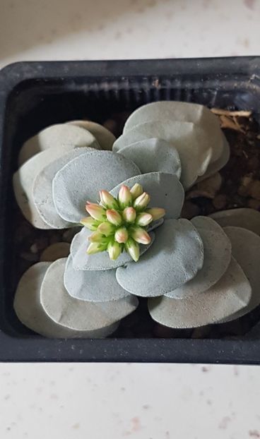  - Crassula