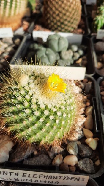 21.02.2021 - Parodia chrysacanthion