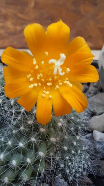 09.02.2021 - Rebutia senilis var kesselringiana