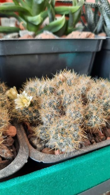 17.02.2021 - Mammillaria prolifera ssp texana