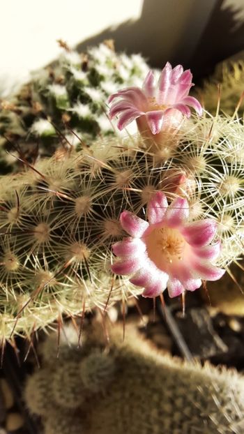 04.02.2021 - Mammillaria microhelia