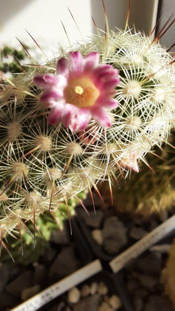 09.02.2021 - Mammillaria microhelia