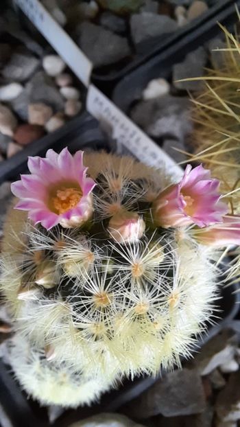 06.02.2021 - Mammillaria carmenae hb