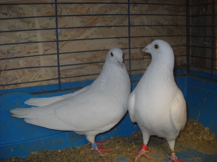 15 - UNDEVA IN SUCEAVA arhiva