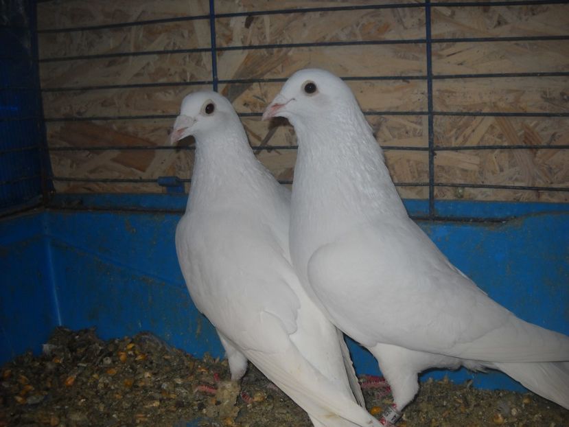 17 - UNDEVA IN SUCEAVA arhiva