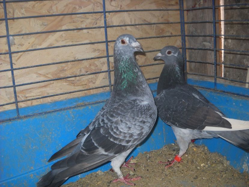 7 - UNDEVA IN SUCEAVA arhiva