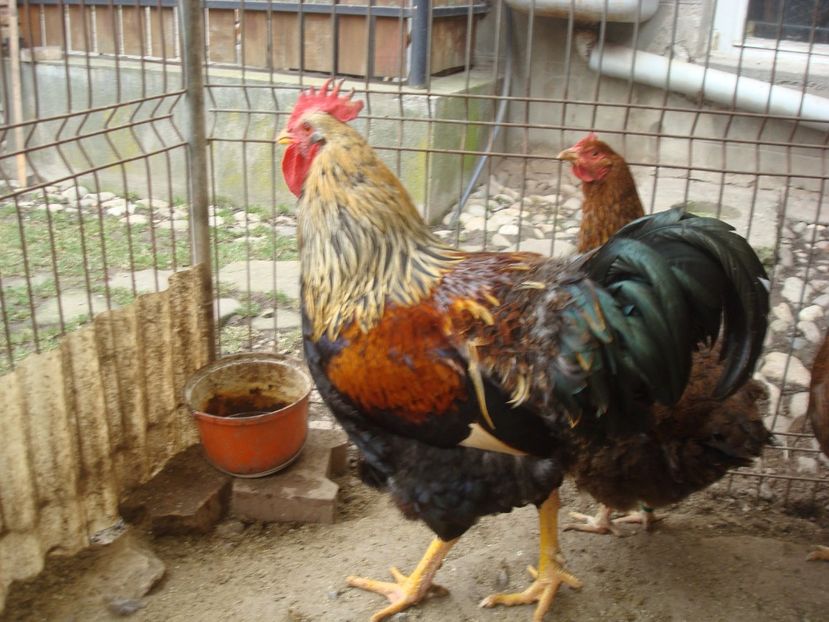 Cocos Plymouth Olance Vandut in Salaj - AMINTIRI