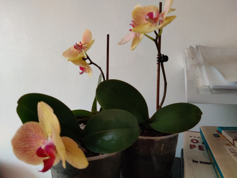 Keiki de anul trecut - Orhidee