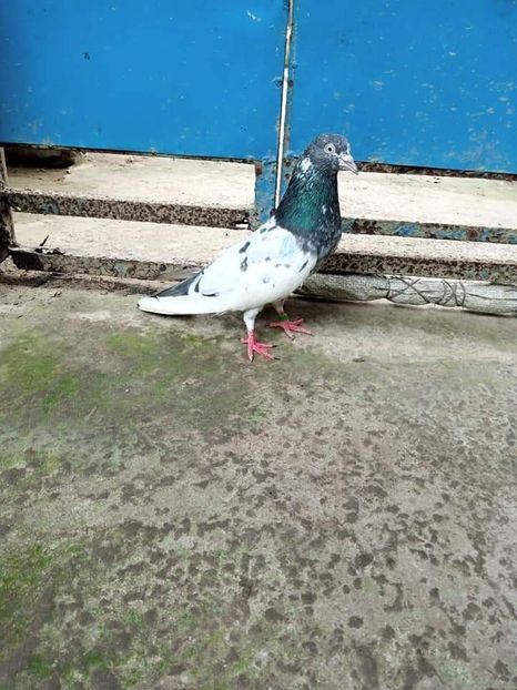  - NU IMI APARTIN ALBUM NR 2