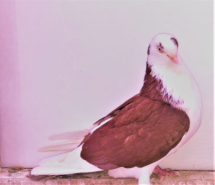 7147  femelă  2018 - B - perechi 2022