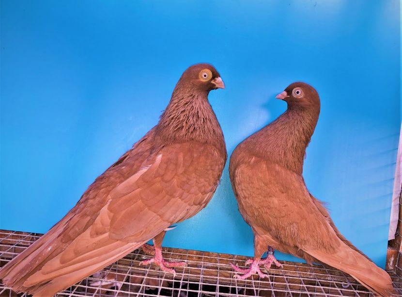 perechea  39 - B - perechi 2021