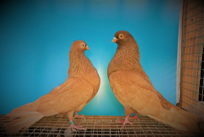 perechea  38 - B - perechi 2021