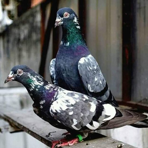  - NU IMI APARTIN ALBUM NR 2