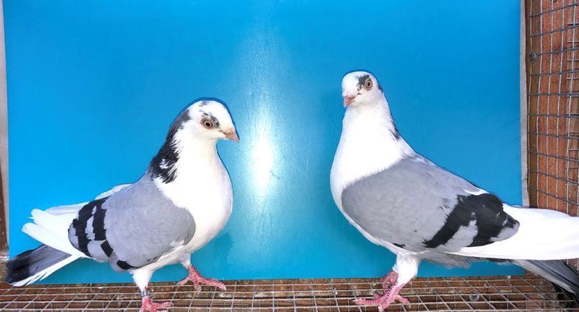 perechea  64 - B - perechi 2021