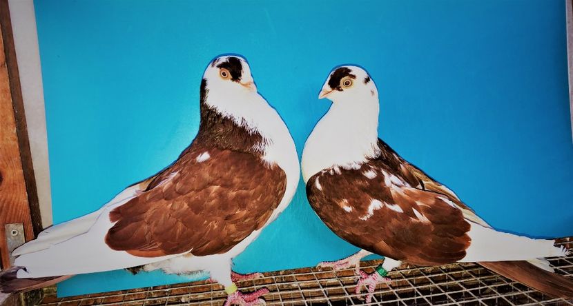 perechea  48 - B - perechi 2021