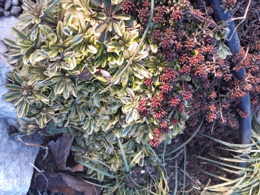 Arabis ferdinandi coburgi - Flori taratoare perene