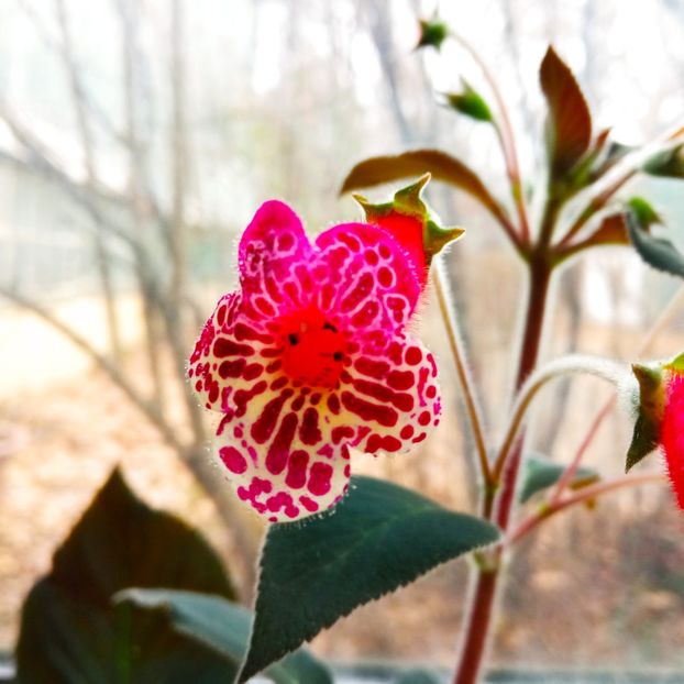 Ruby Red - Kohleria 2021